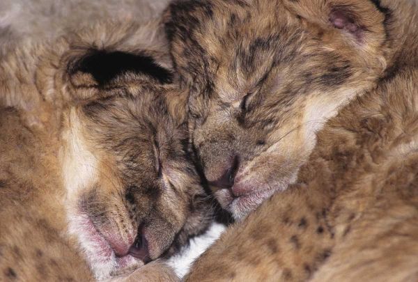 CA, Los Angeles Co, Two sleeping lion babies